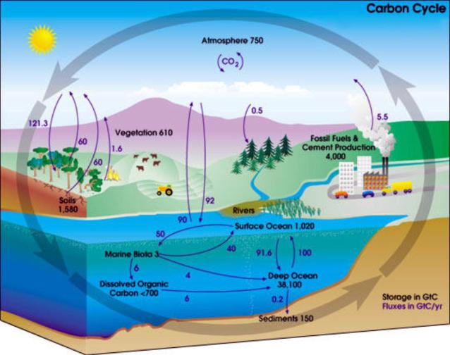 Ciclo do CO2 - carbono e meio ambiente